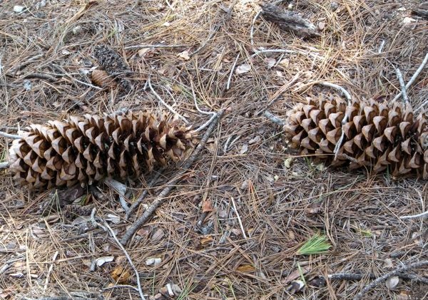 Sugar pine tallest pine in world