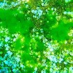 AIS Elk Point Asian clam bed during a summer 2008 algal bloom. Photo/Provided