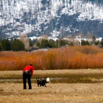 marsh-1 Two dogs are encouraged to run free April 22 in the Upper Truckee Marsh. Photos/Kathryn Reed