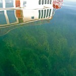 Milfoil has been a problem in Lake Tahoe since the 1980s. Photo/TRCD