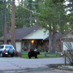 beards The anonymous South Lake Tahoe photographer says this bear named Brutus was hit by a car two weeks ago and is now scavenging for food.