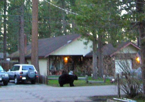 Bears looking for food in Tahoe neighborhoods