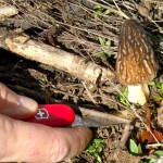 morel-2 Harvesting a morel on the South Shore. Photos/Kathryn Reed
