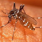 mosquito Tahoe's other season -- mosquito season is about to arrive.