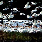 pelicans Pelicans migrate through South Tahoe. Photo/Ed Smith