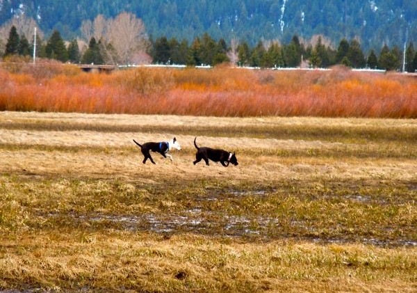 Opinion: A compromise for dogs at Upper Truckee Marsh