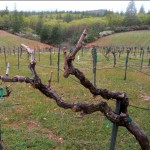 vineyard Grapes from El Dorado County vines will be showcased in Washington, D.C., food symposium. Photo/LTN file