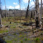 Charred remains of the Angora burn area in May 2011, nearly four years after the fire. Photo/LTN