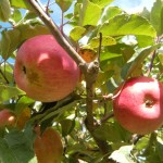 Apples are full of pesticides, according to a report. Photo/LTN file