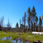 Water on trails is creating an obstacle for mountain bike riders. Photos/Kathryn Reed