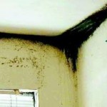 bilde Mold at Bart's Apartments. Photo/South Lake Tahoe