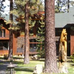 black bear