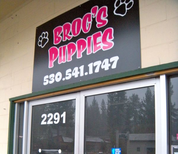 Broc s Puppies Store Owner A No show For Arraignment Lake Tahoe broc-s-puppies-store-owner-a-no-show-for-arraignment-lake-tahoe