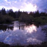 creek-4 Trout Creek in South Lake Tahoe on June 16 is extending well past its bank. Photos/Kathryn Reed