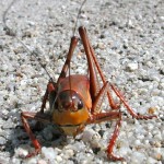 cricket