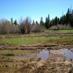 tahoe city-1 A Tahoe City meadow has been ruined by illegal 4-wheel activity. Photos/USFS