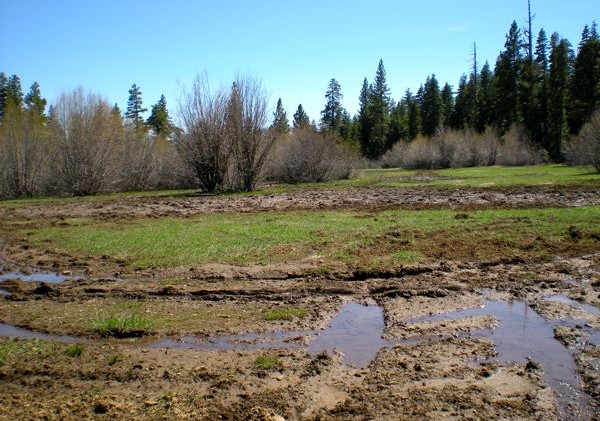 4-wheelers tear up USFS land in Tahoe City, South Lake