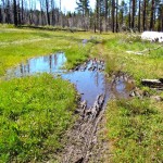 trail The bike trail near Gardner Mountain and above the Camp Richardson stables on June 19. Photo/Kathryn Reed