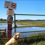 aj Even though Trout Creek is still exceeding its banks, AJ is ready to walk in the meadow. Photo/Kathryn Reed