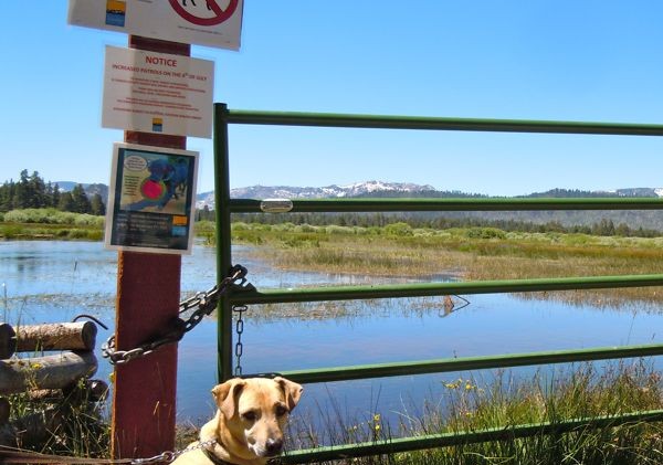 Dogs on leash allowed in Upper Truckee Marsh