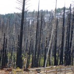 angora Remains of the Angora Fire in April 2011. Photo/LTN