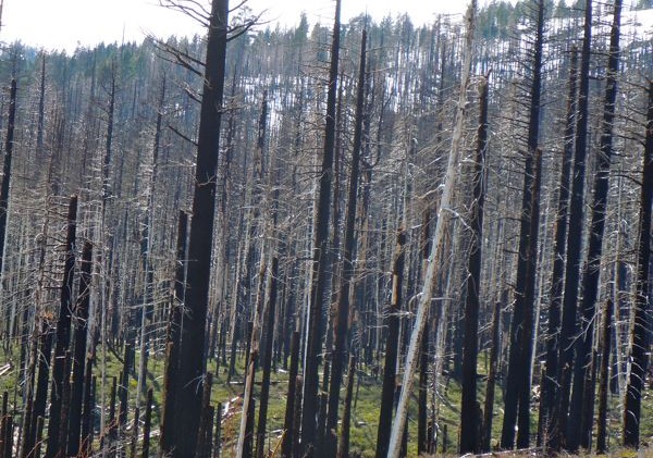 USFS wins court battle to remove Angora’s dead trees