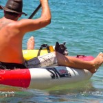 beach-3 Man's best friend is well taken care of -- a free ride and zipped into a life vest. Photos/Kathryn Reed