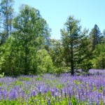 bike-4 Lupine are more prolific this summer. Photos/Kathryn Reed