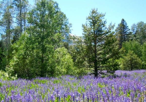 Lupine dotting South Shore landscape