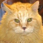 cat