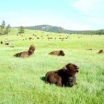 sd-6 Buffalo enjoy the grass inside Custer State Park. Photos/Kathryn Reed