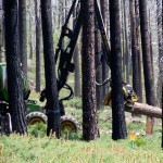 angora-7 Trees are being removed from the Angora burn area. Photos/Kathryn Reed