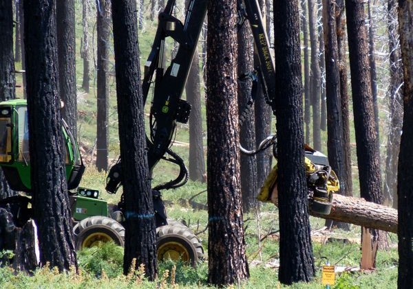 Charred trees being extracted from Angora burn area