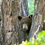 bear Bears face three-strike law in Nevada. Photo/Mark Smith