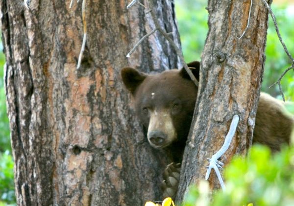 Opinion: Calling NDOW about bears could get the animal killed