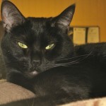 cat
