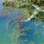 milfoil Milfoil is throughout the Tahoe Keys. Photo/TRPA