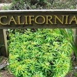 pot