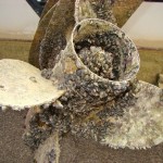 quagga Quagga mussels like these on a boat prop leaving Lake Mead are what officials want to keep out of uncontaminated lakes. Photo/TRPA