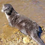 A river otter is one of the animals rehabbed at LTWC. Photo/Provided