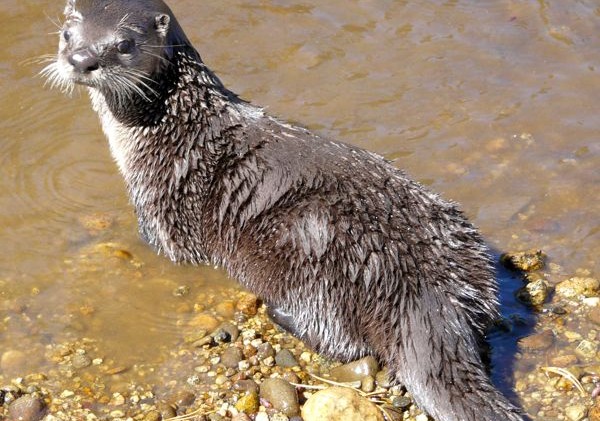 Tahoe animal rehab center opens doors to public for one day