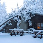 Heavy snow winter forced trees into houses. Photo/LTN file