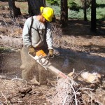 vets Doug Glover of the USFS cuts a snag. Photos/Lisa Herron/USFS