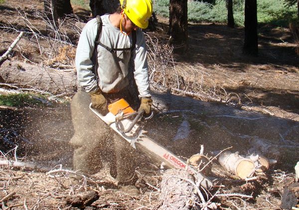Angora thinning project gives vets chance to learn job skills