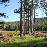 after Big Meadow after thinning.