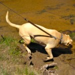 aj Dogs like AJ are allowed in the Upper Truckee Marsh area if on leash. Photo/LTN file