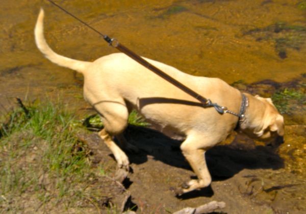 Seasonal dog ban intact for Upper Truckee Marsh