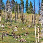 Piles stacked this summer in the Angora area could begin to be burned this week. Photo/LTN