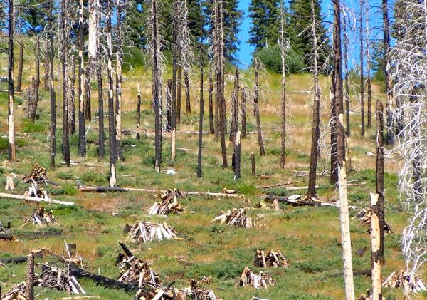 Pile burning in Angora could begin this week