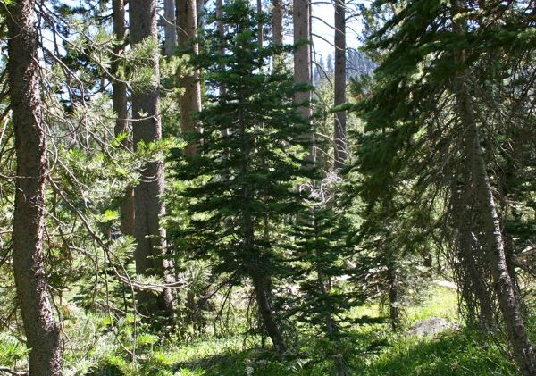 Tree removal at Big Meadow part of USFS restoration project